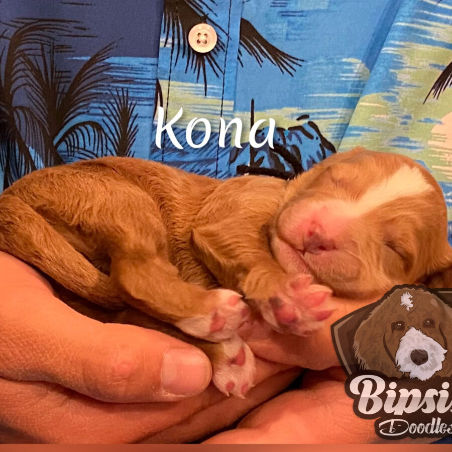 Kona